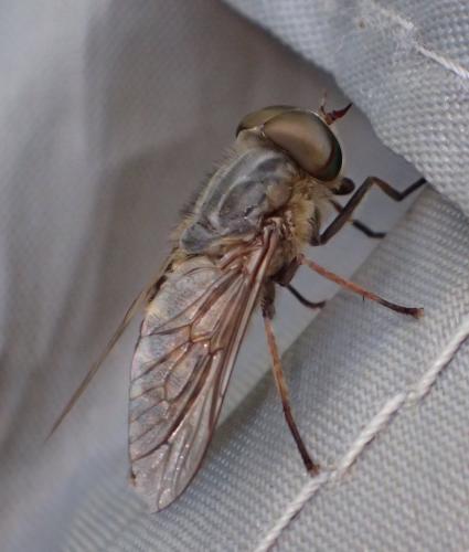 Réf. 222 027 : Tabanus bromius